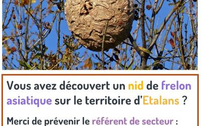 03-frelons asiatiques